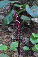 Image of summer coralroot