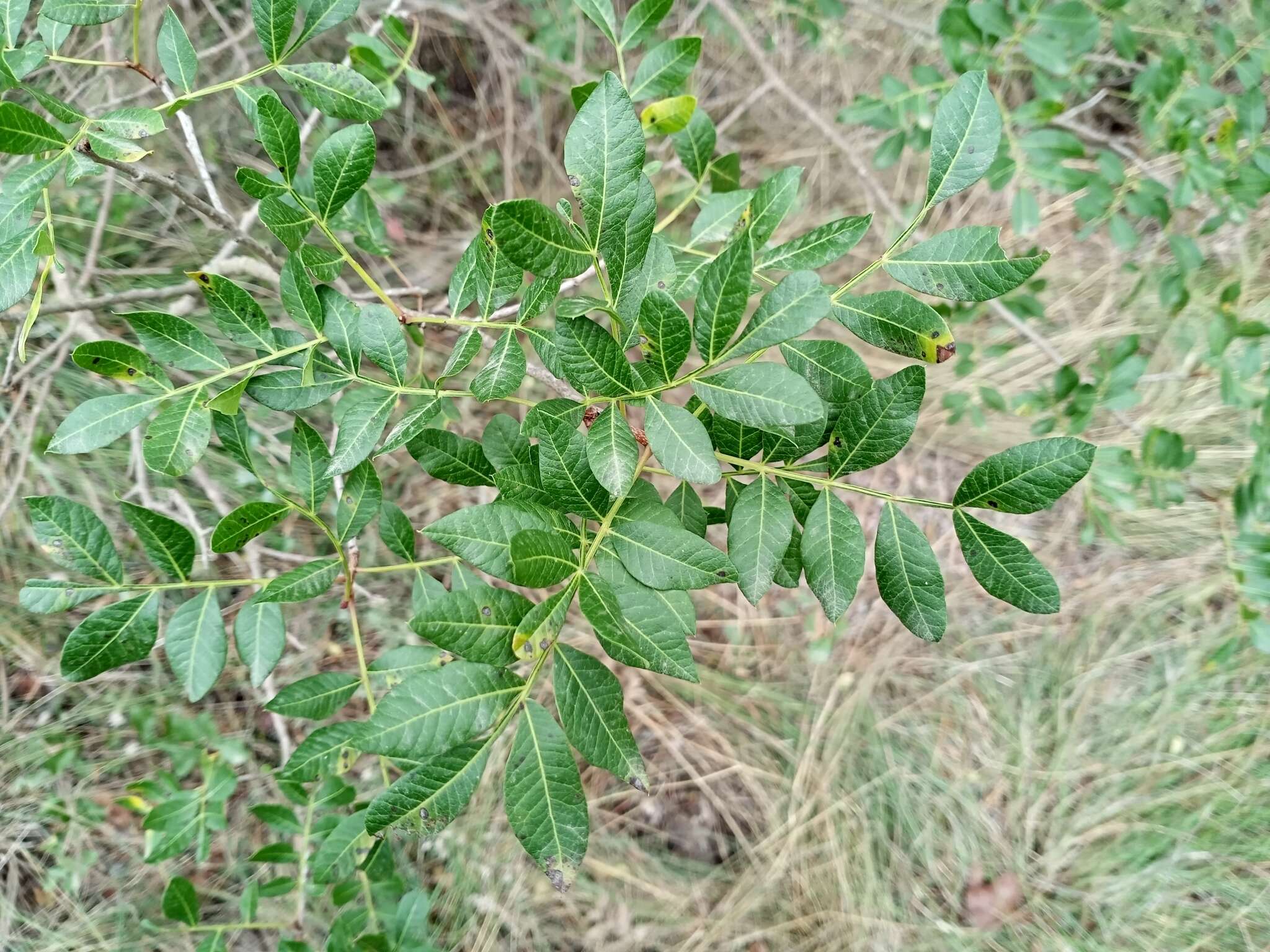 Image of Pistacia saportae Burnat