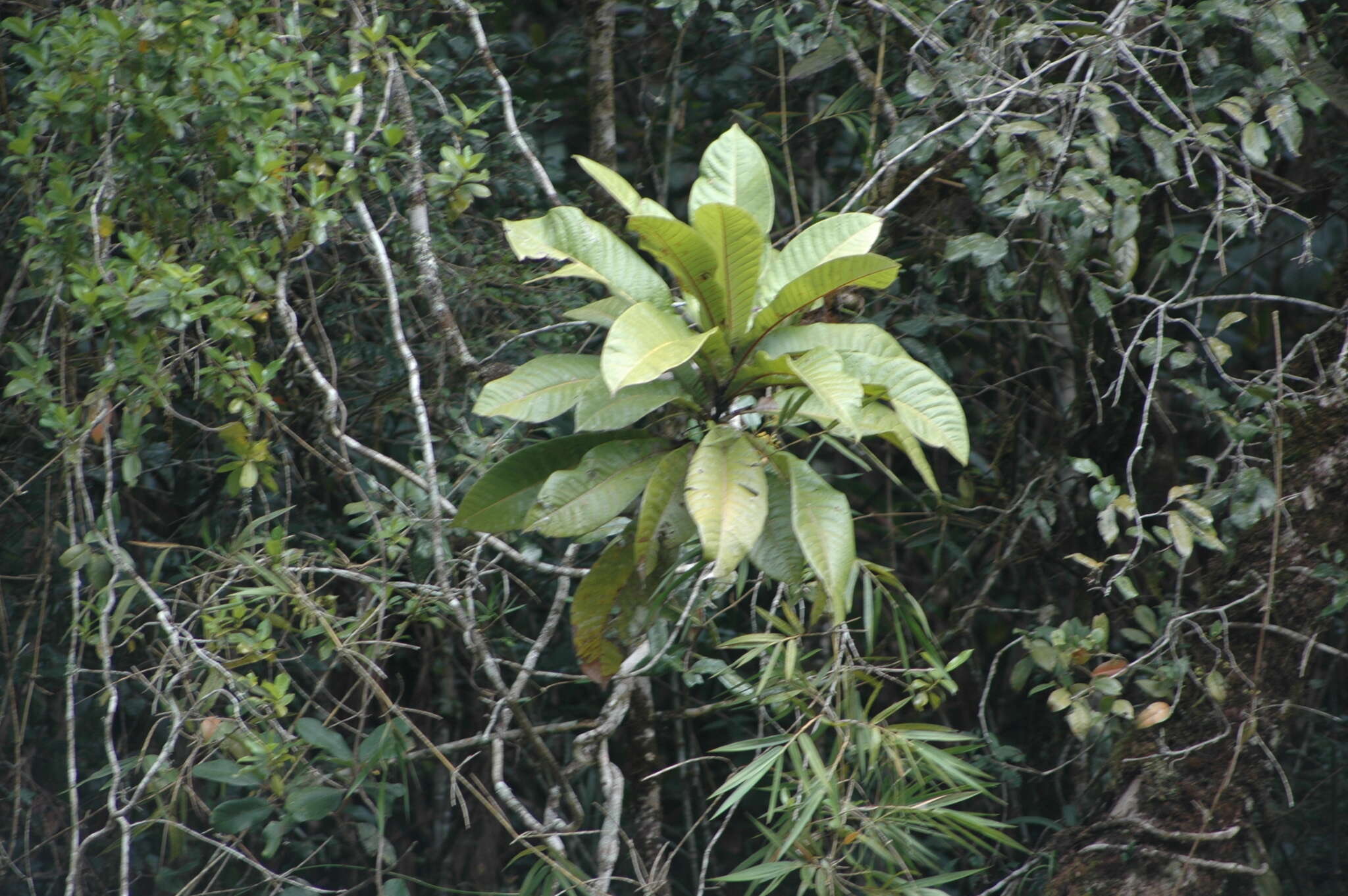 Image of Micronychia macrophylla H. Perrier