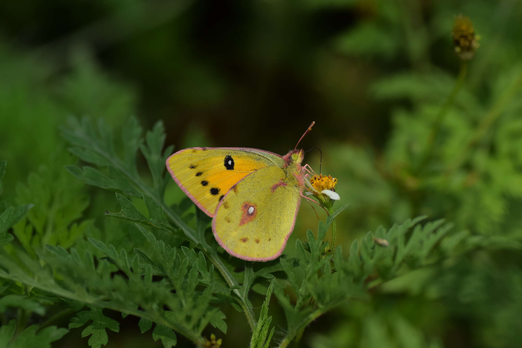 Image of Colias fieldii Ménétriès 1855