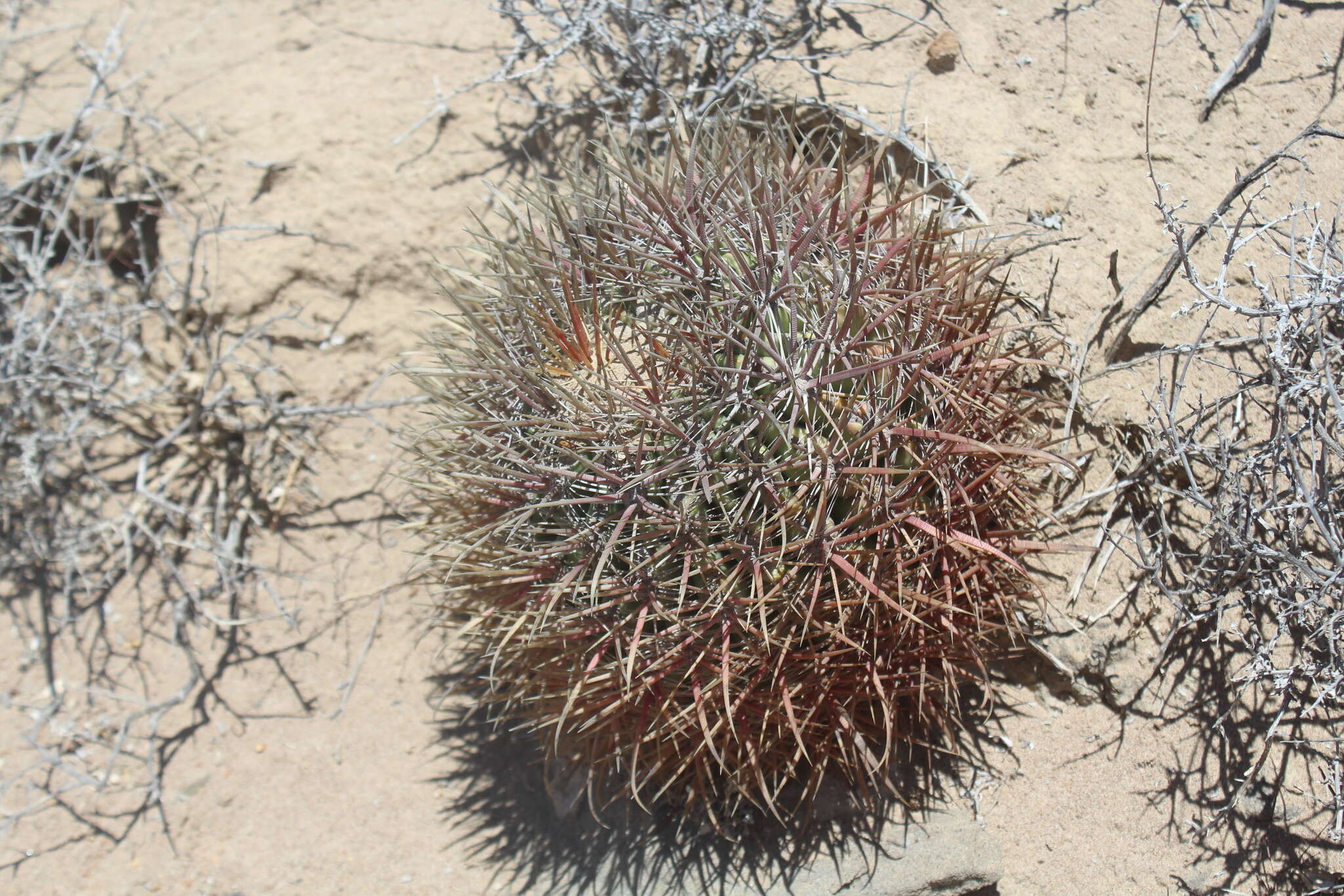 Ferocactus chrysacanthus subsp. grandiflorus (G. E. Linds.) N. P. Taylor resmi