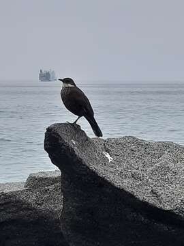 Image of Chilean Seaside Cinclodes