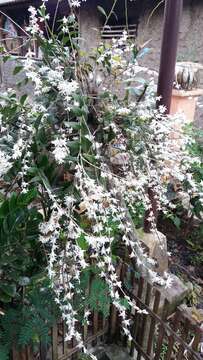 صورة Dendrobium crumenatum Sw.