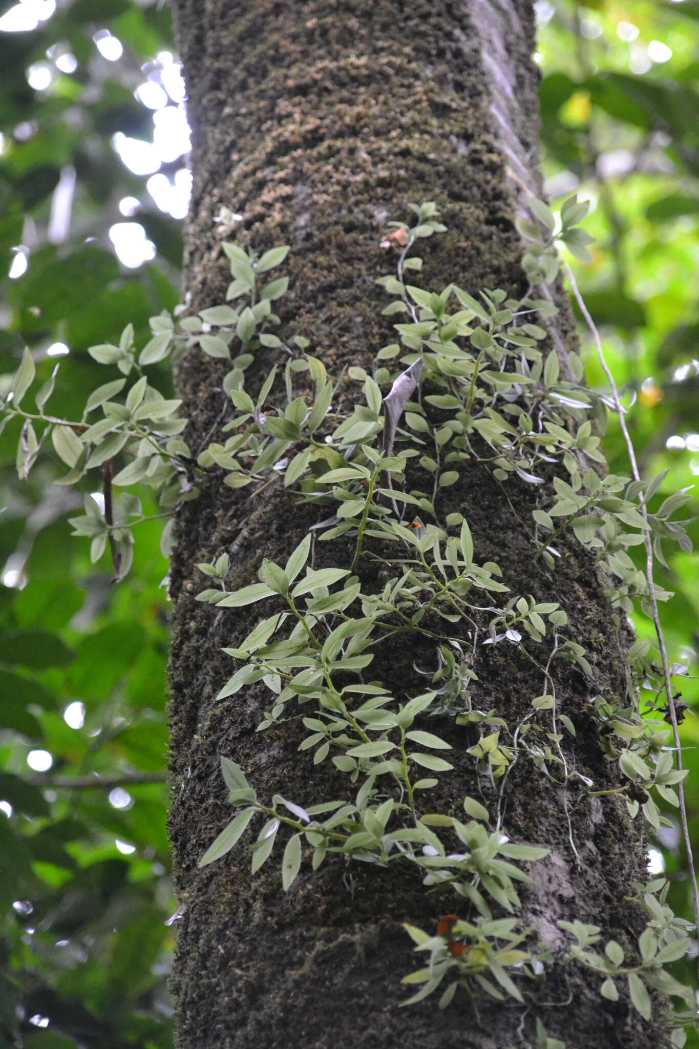 Image of cypress peperomia