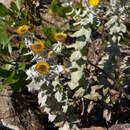 Image de Helichrysum lesliei O. M. Hilliard