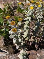Image of Helichrysum lesliei O. M. Hilliard