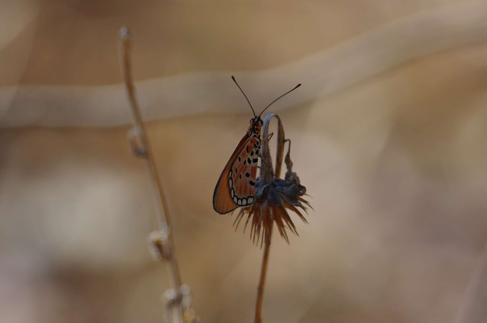 Image of <i>Acraea <i>acrita</i></i> acrita