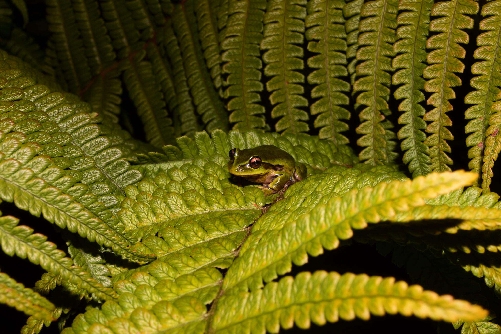 Image of Dendropsophus molitor (Schmidt 1857)