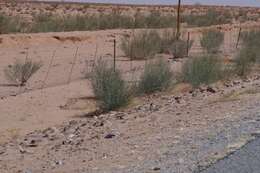 Image of Desert Broom