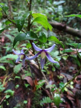 Image of Solanum humblotii Damm.