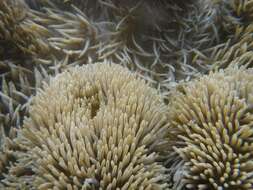 Image of Gigantic sea anemone