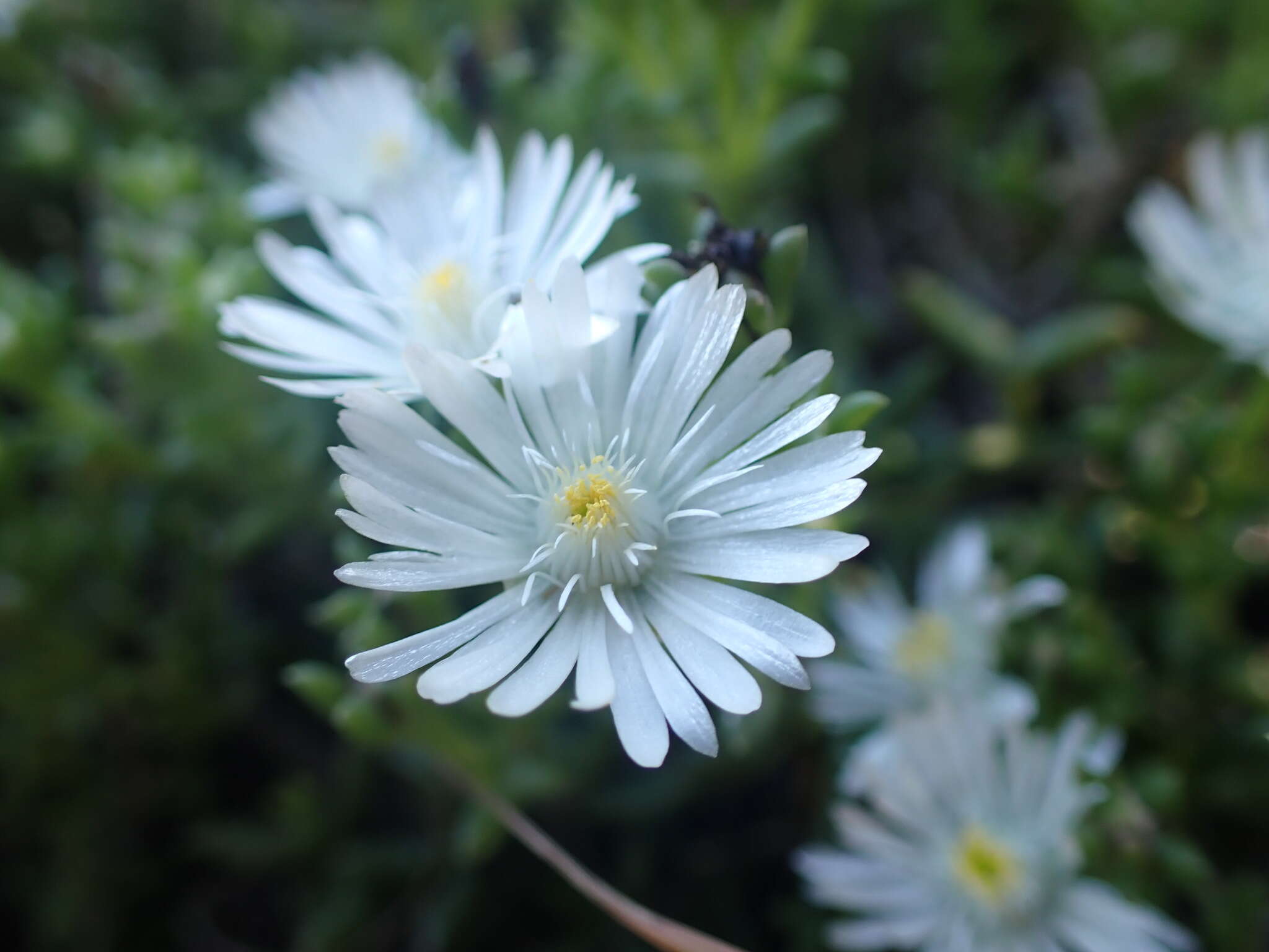 Imagem de Delosperma uncinatum L. Bol.