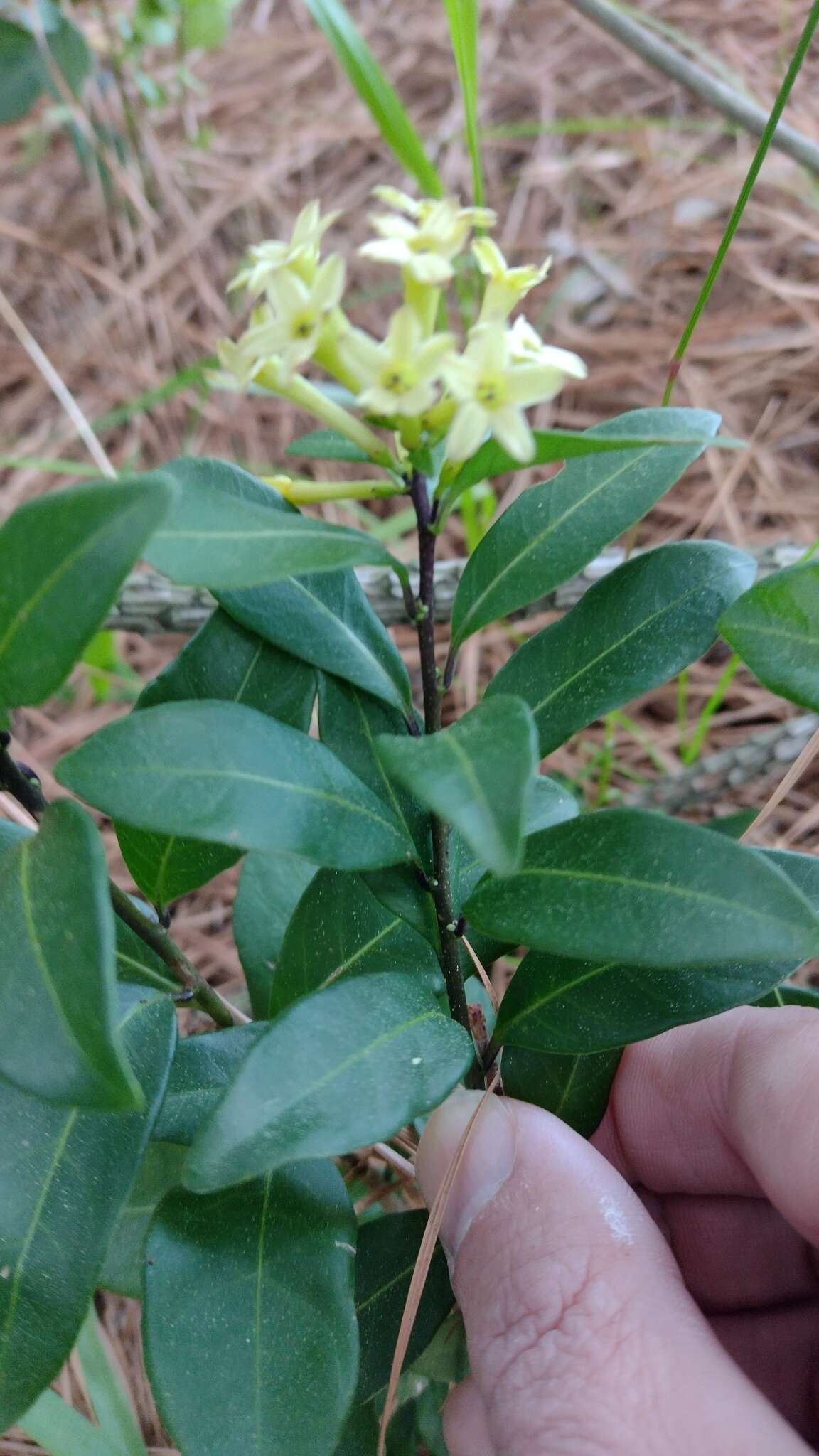 Image of Cestrum euanthes Schltdl.