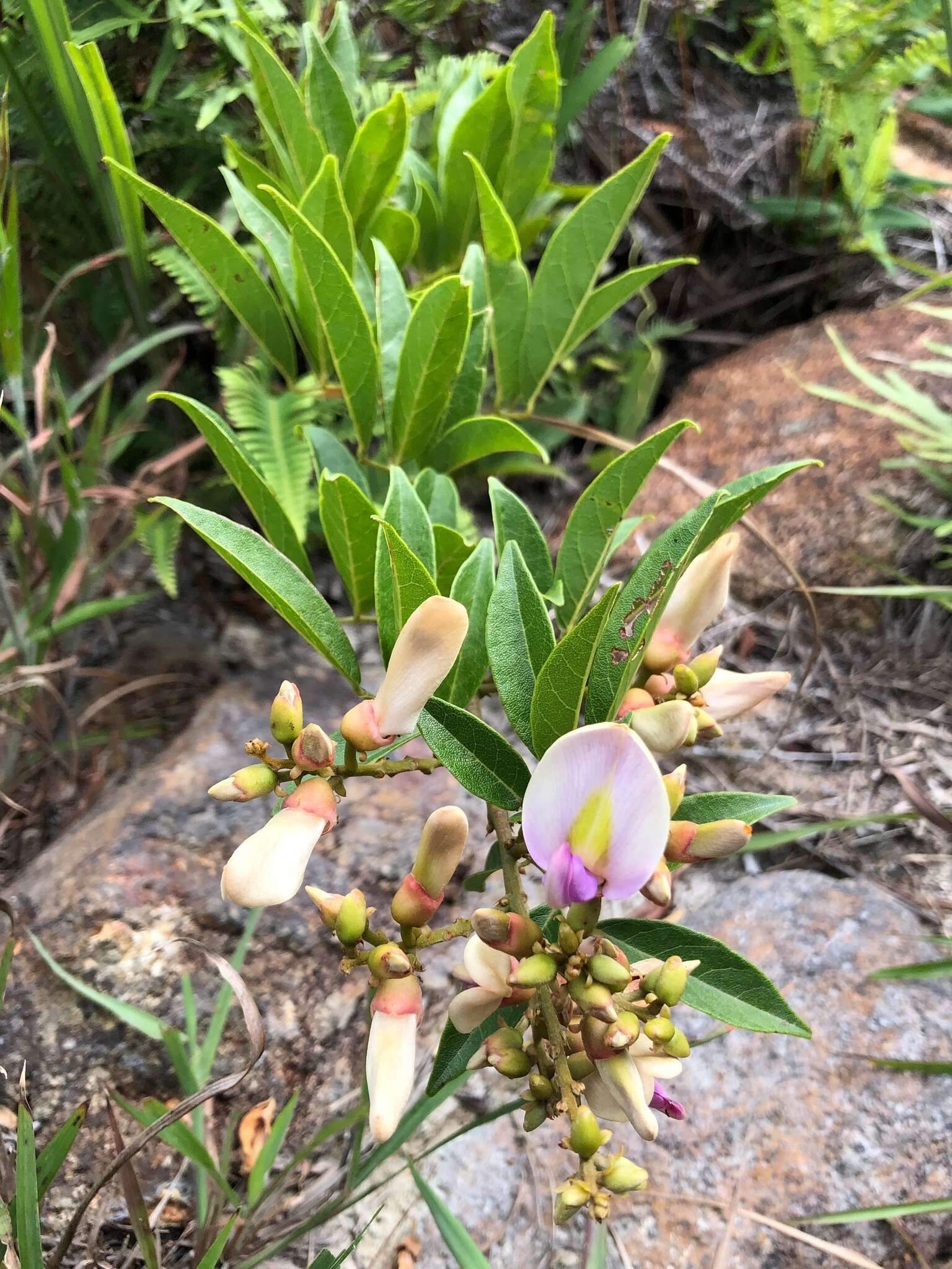 Image of Millettia nitida Benth.