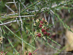 Adolphia infesta (Kunth) Meissn. resmi