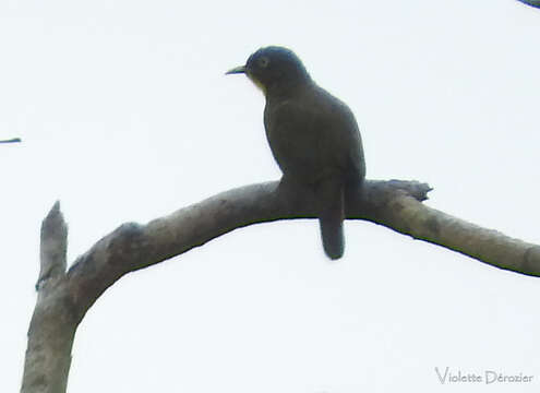 Image of Yellow-throated Cuckoo