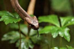 Image of Tropical Snail-eater