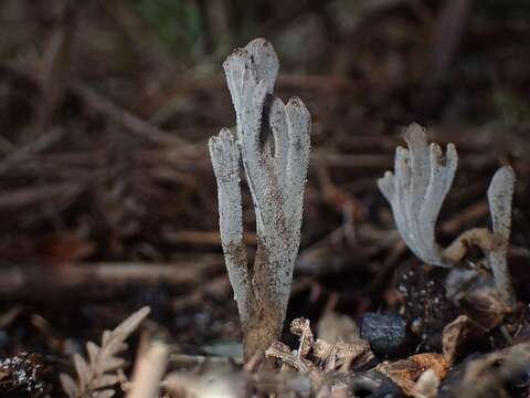 Image of Clavulina tasmanica (Berk. ex Cooke) Corner 1950