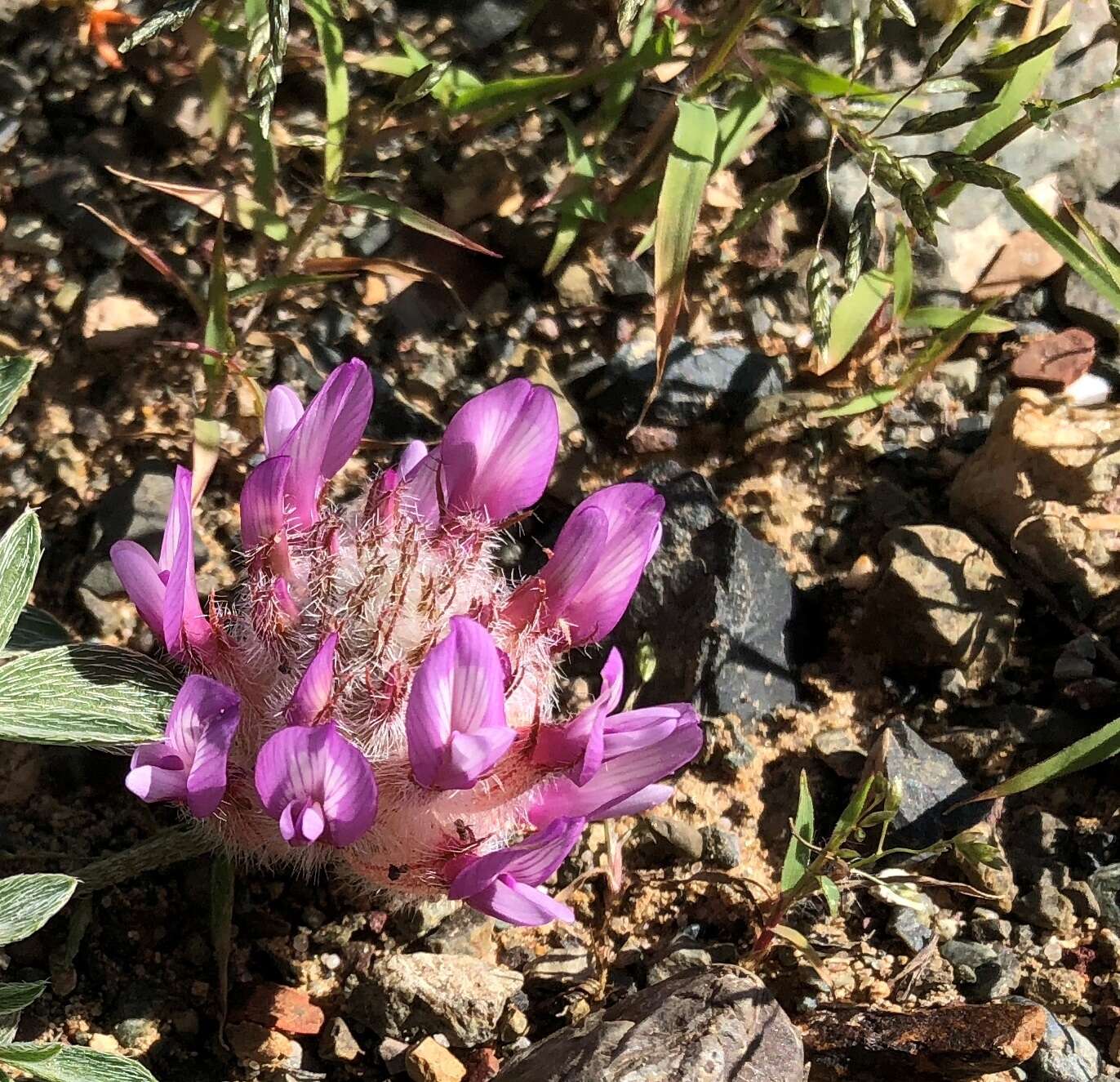 صورة Astragalus laguroides Pall.