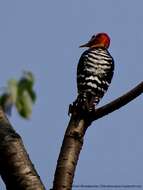 Image of Rufous-bellied Woodpecker