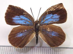 Image of <i>Arhopala ganesa</i>