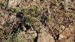 Plancia ëd Penstemon linarioides A. Gray