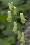 Imagem de Aconitum umbrosum (Korsh.) Kom.