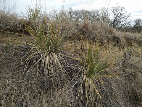 Image of soapweed yucca