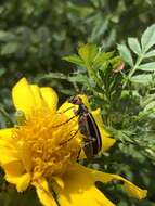 Image of Striped Blister Beetle