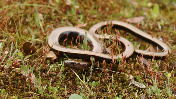 Image of Peloponnese slow worm