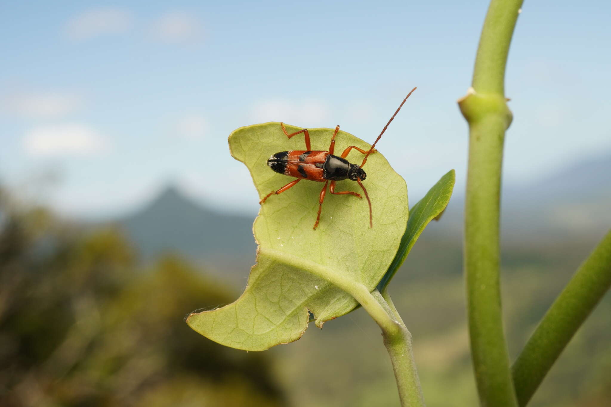 Image of Anastetha raripila Pascoe 1866