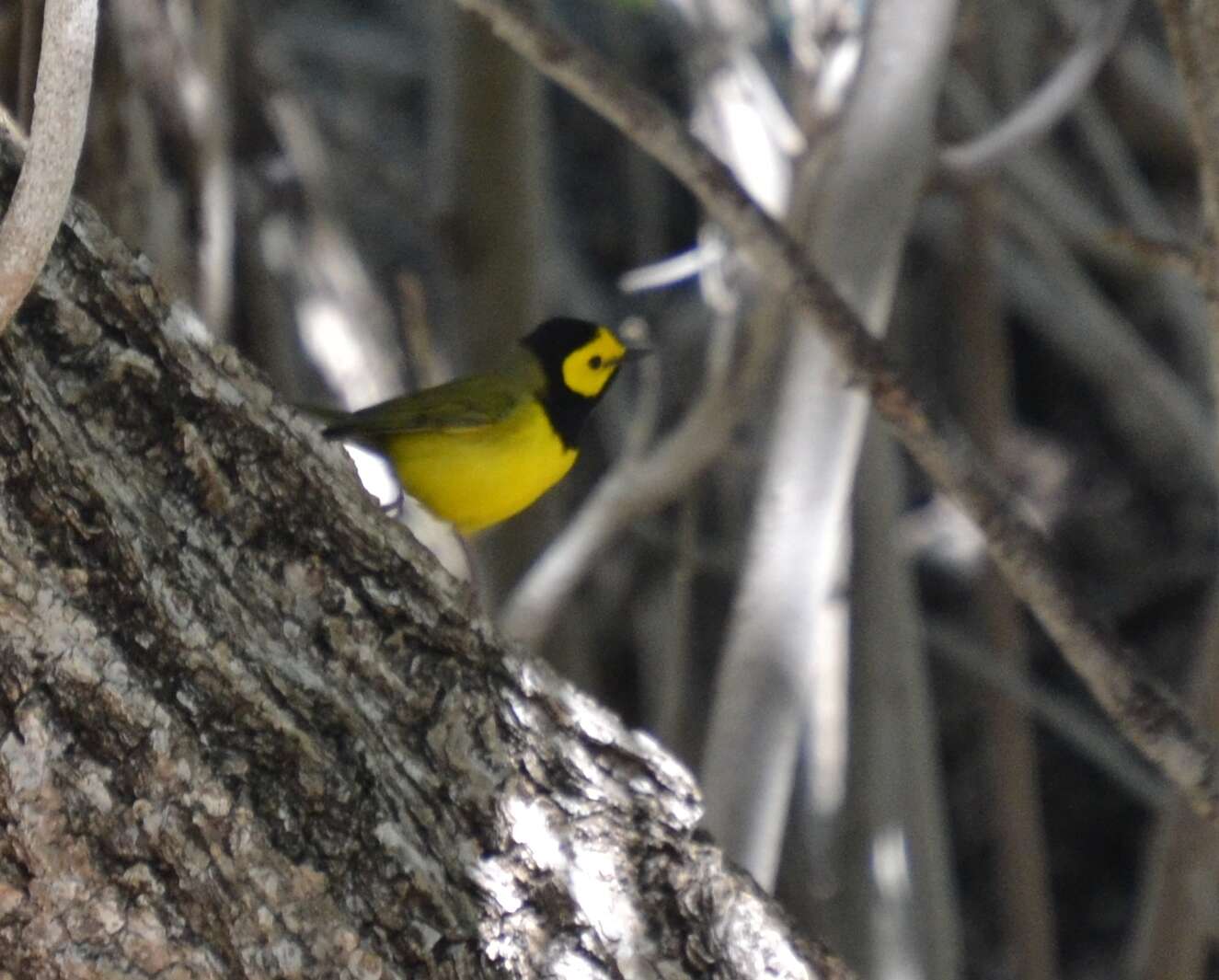 Image of Hooded Warbler