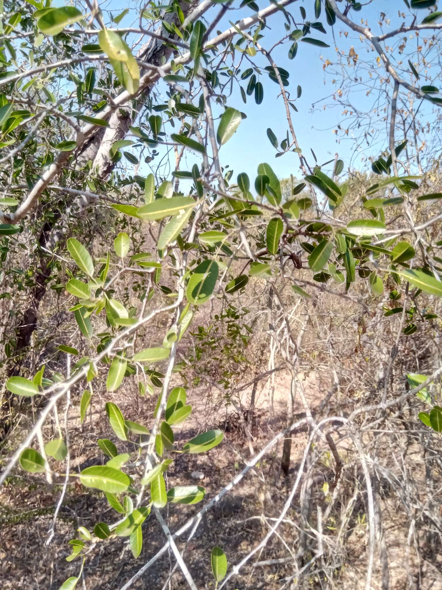 Rhopalocarpus lucidus Bojer resmi