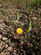 Plancia ëd Agoseris heterophylla (Nutt.) Greene