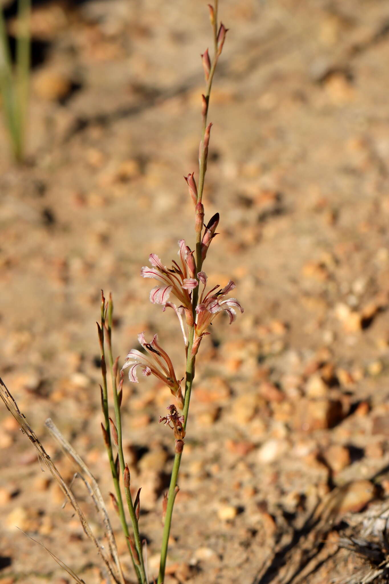 Image of Tritoniopsis elongata (L. Bolus) G. J. Lewis