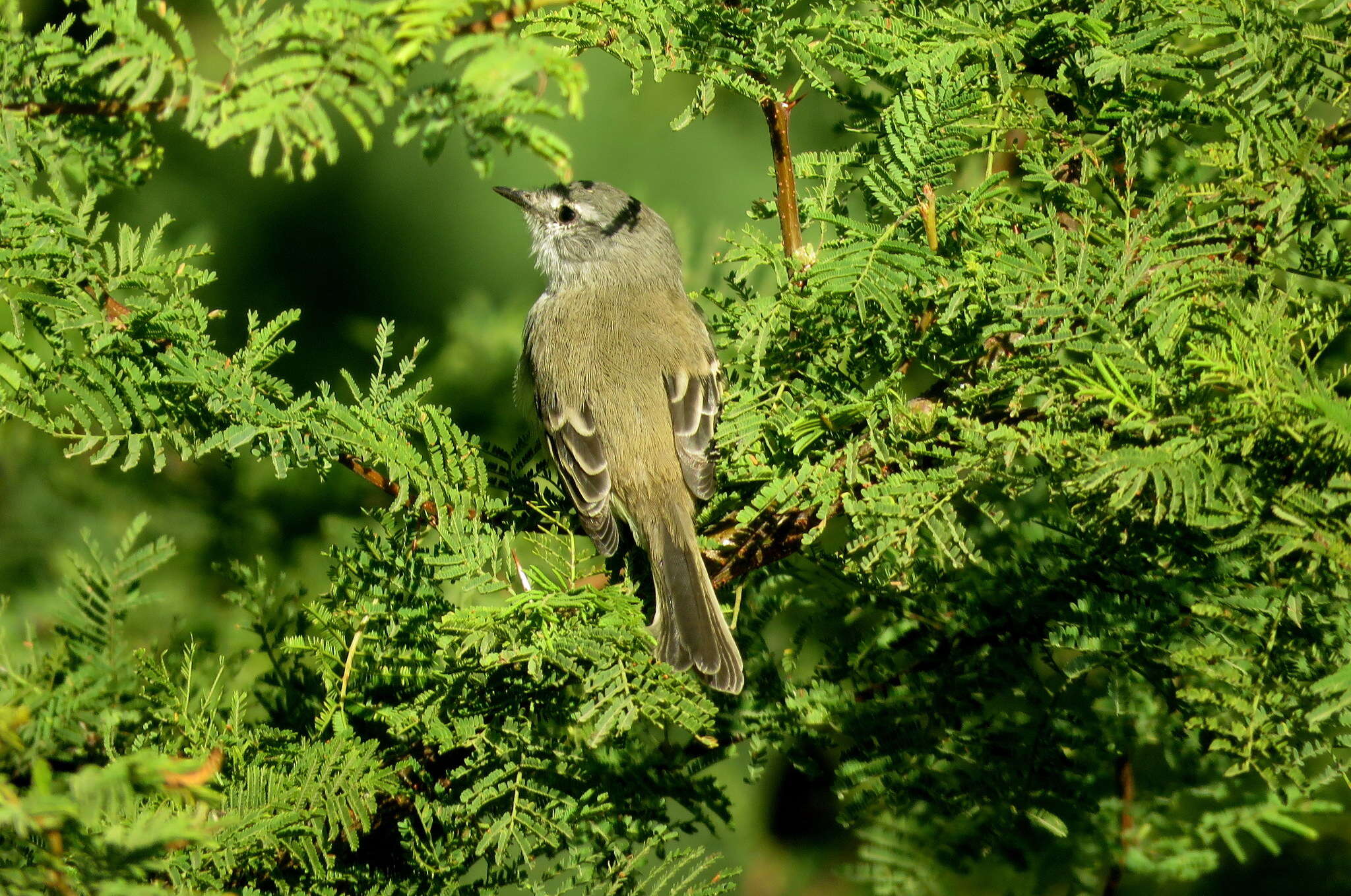 Image of White-crested Tyrannulet