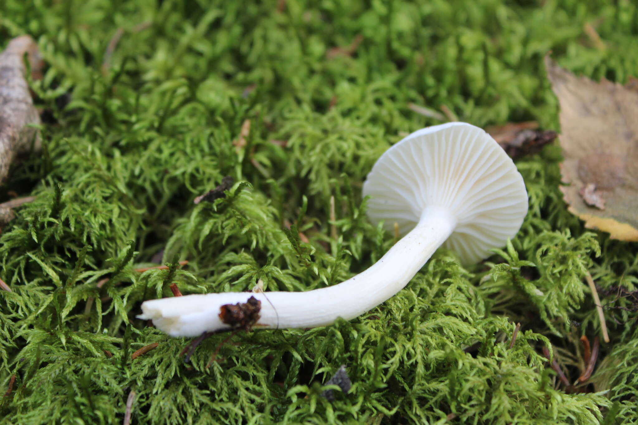 Image of Hygrophorus piceae Kühner 1949