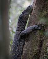 Image of Crocodile Monitor