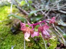 Kalanchoe porphyrocalyx (Bak.) Baill. resmi