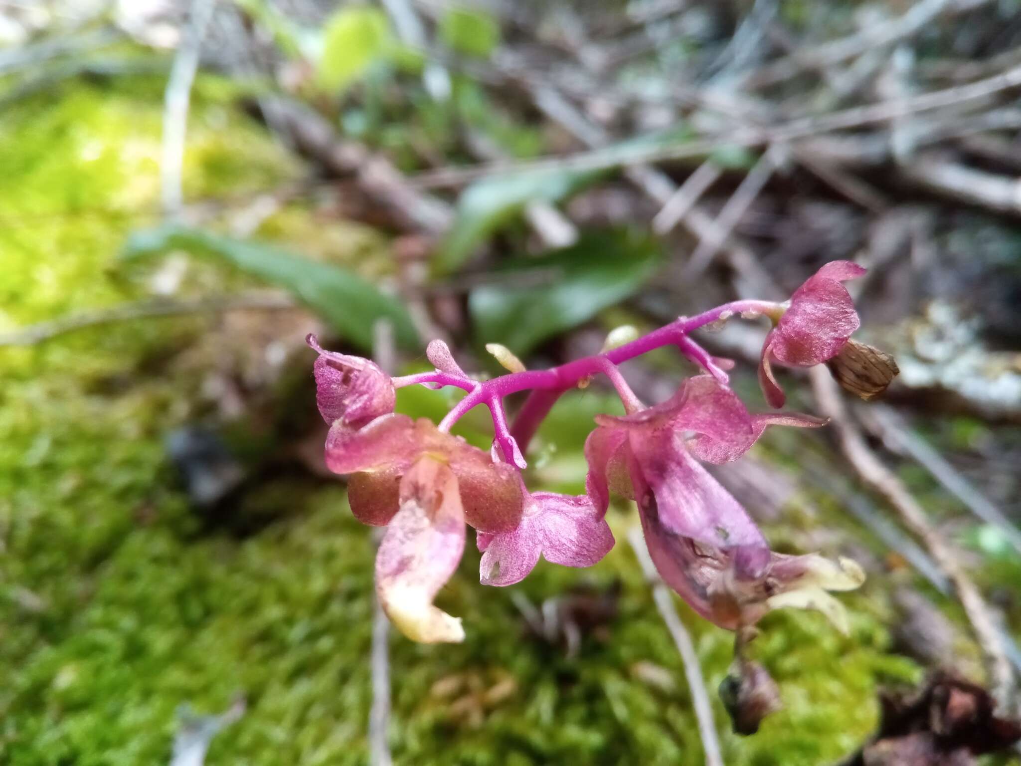 Kalanchoe porphyrocalyx (Bak.) Baill. resmi