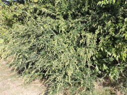 Image of waxyleaf privet