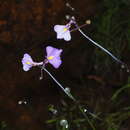 Sivun Utricularia arnhemica P. Taylor kuva