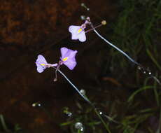 Image de Utricularia arnhemica P. Taylor