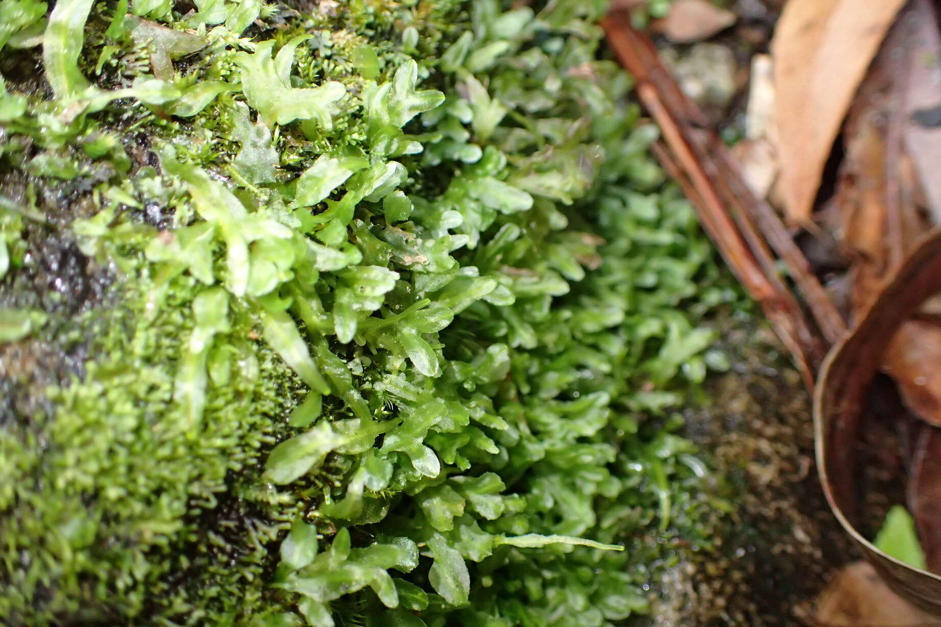 Image of Symphyogyna podophylla (Thunb.) Nees & Mont.