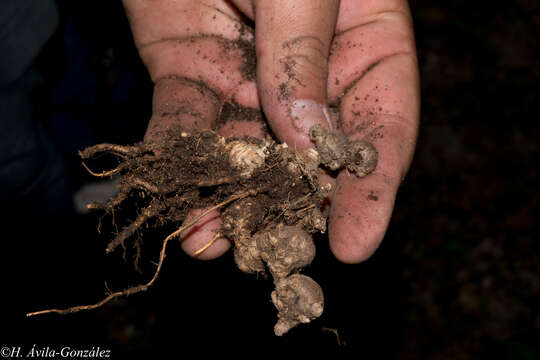 Image of bulb panicgrass