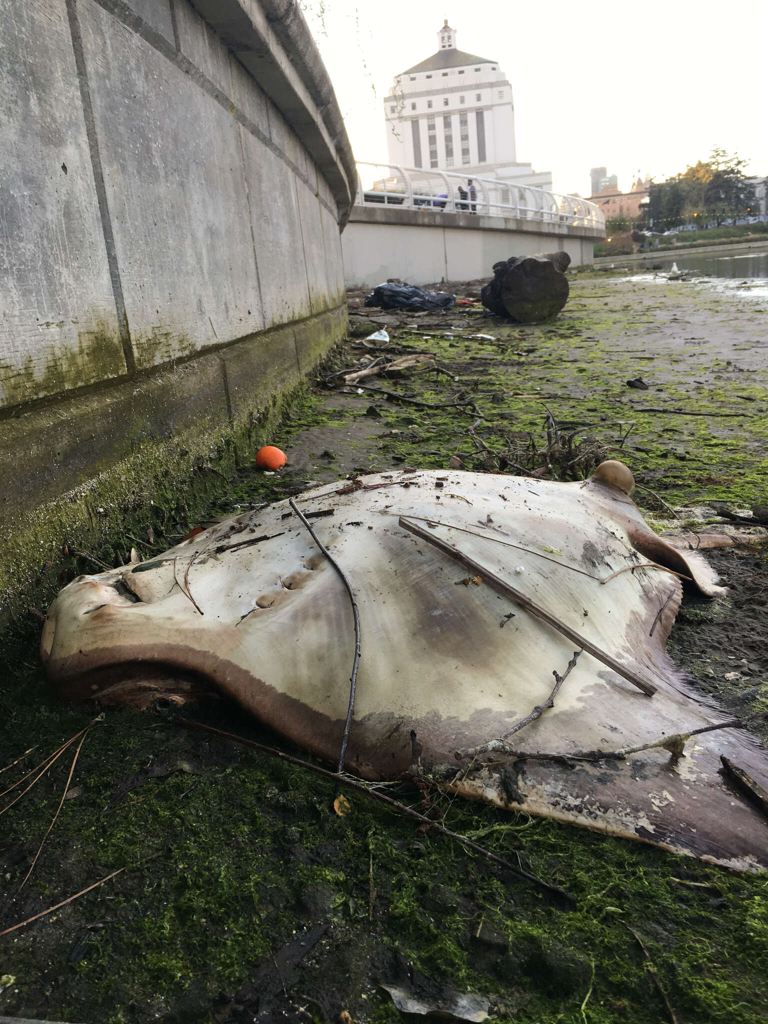 Image of Bat ray