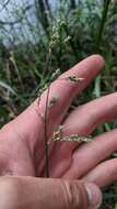 Image of Tall Manna Grass