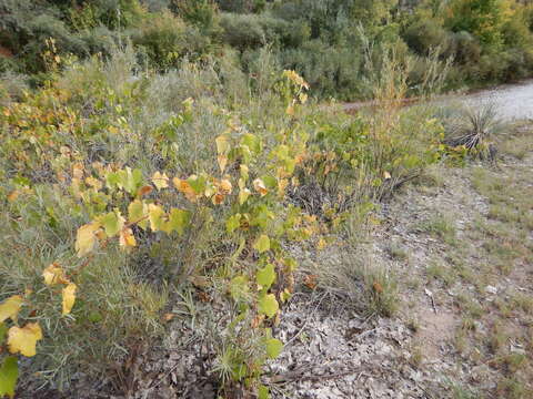 Image of mapleleaf grape