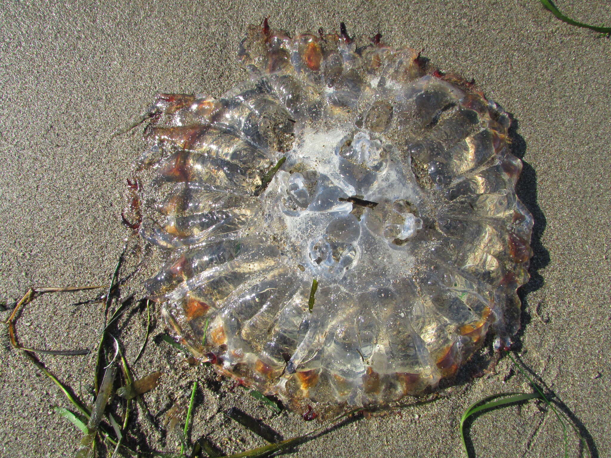 Image of Sea nettle