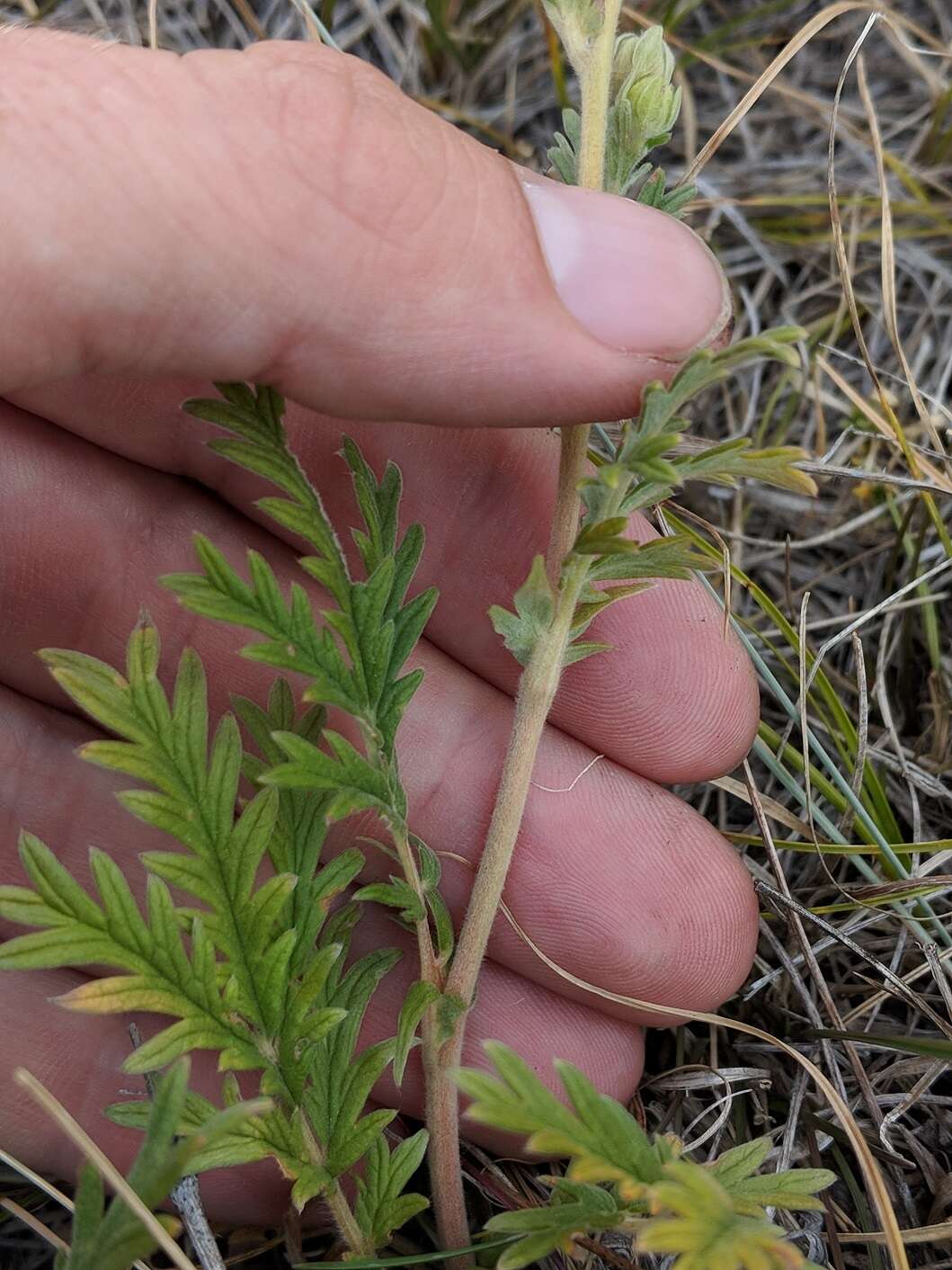 Image de Potentilla pensylvanica L.